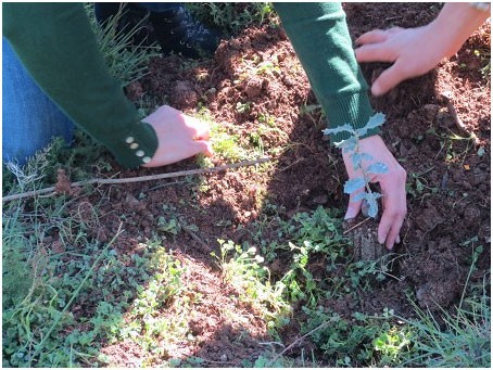 Plantamos un árbol